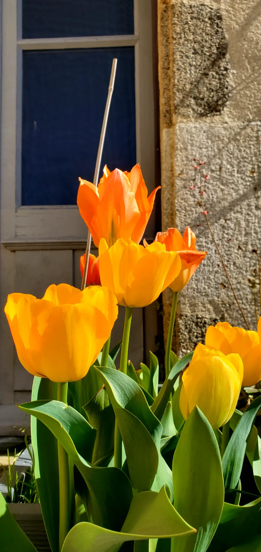 Orange and yellow tulips against the stone wall of our courtyard